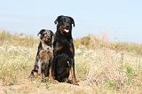 BEAUCERON - ADULTS and PUPPIES 011